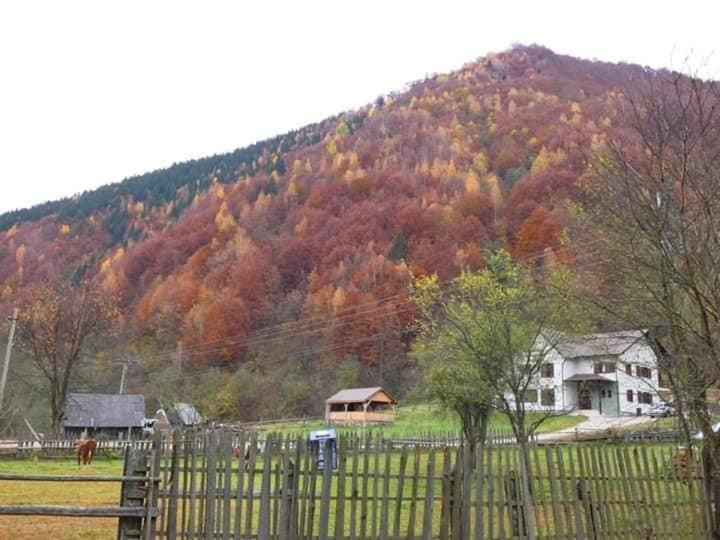 Pensiunea Valea Pinului Rau Sadului Zewnętrze zdjęcie